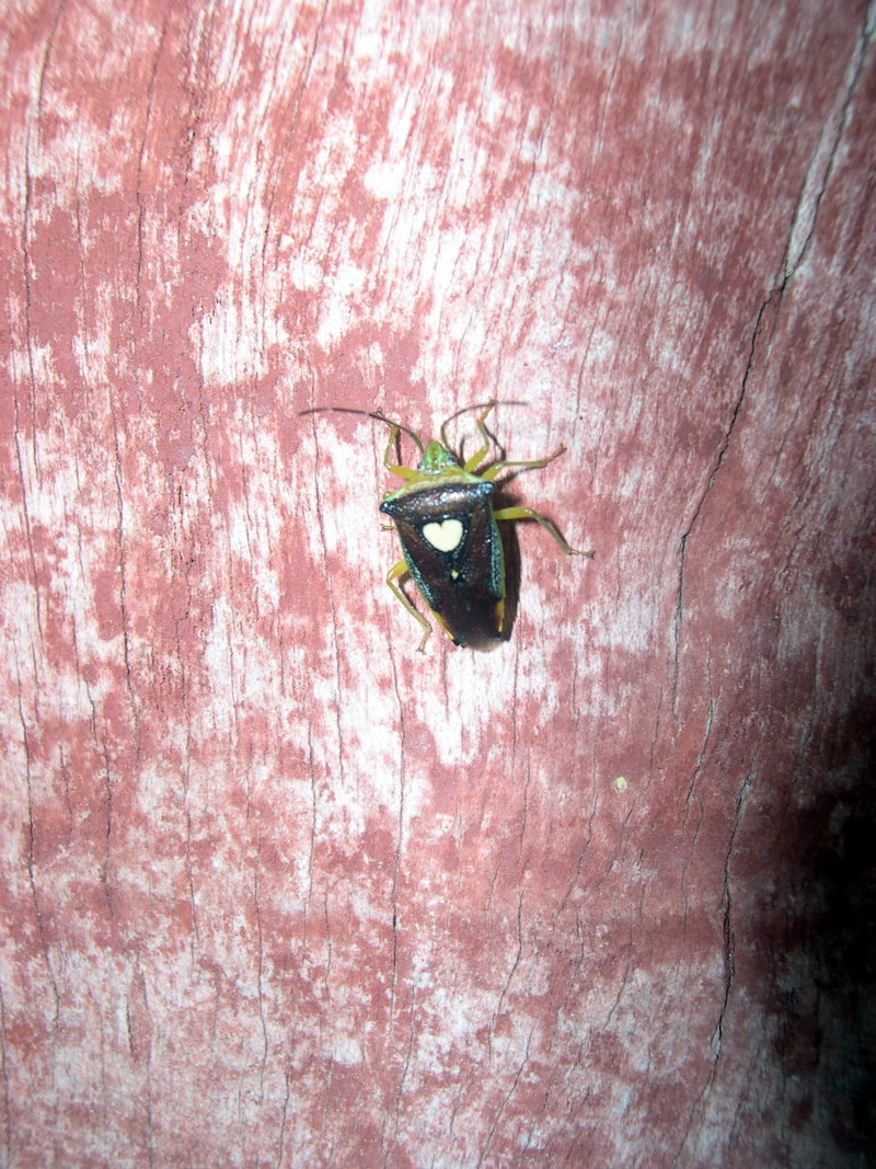 에사키뿔노린재 Sastragala esakii (Heart Bug); DISPLAY FULL IMAGE.
