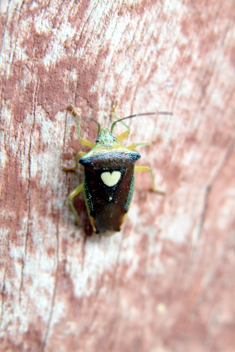 에사키뿔노린재 Sastragala esakii (Heart Bug); DISPLAY FULL IMAGE.