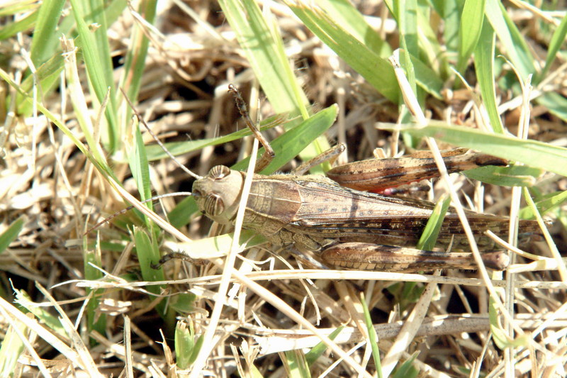 등검은메뚜기 Euprepocnemis shirakii (Black-backed Grasshopper); DISPLAY FULL IMAGE.