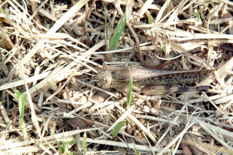 등검은메뚜기 Euprepocnemis shirakii (Black-backed Grasshopper); DISPLAY FULL IMAGE.