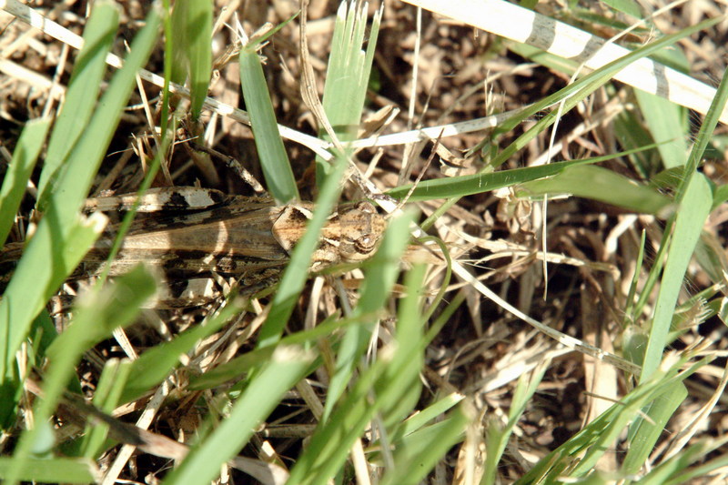 팥중이 Oedaleus infernalis (Band-winged Grasshopper); DISPLAY FULL IMAGE.