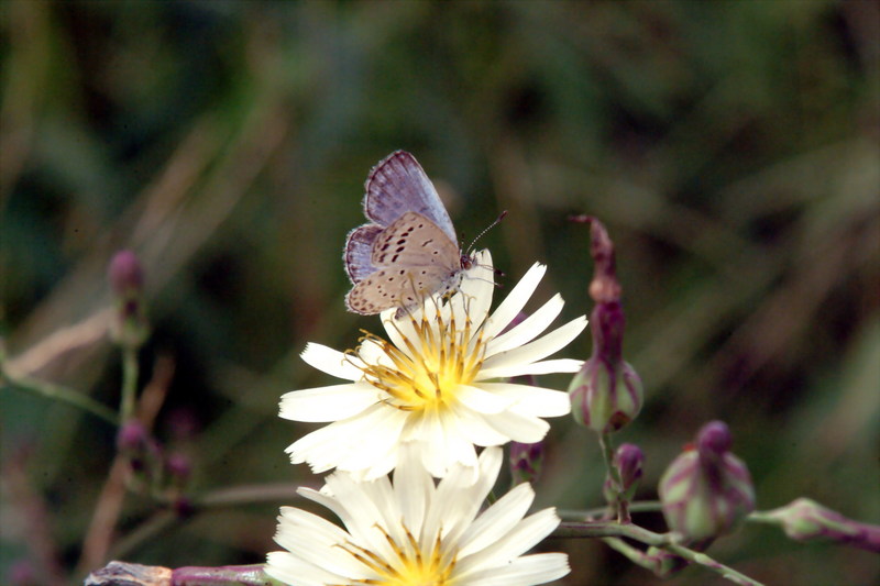 남방부전나비 Pseudozizeeria maha (Pale Grass Blue Butterfly); DISPLAY FULL IMAGE.