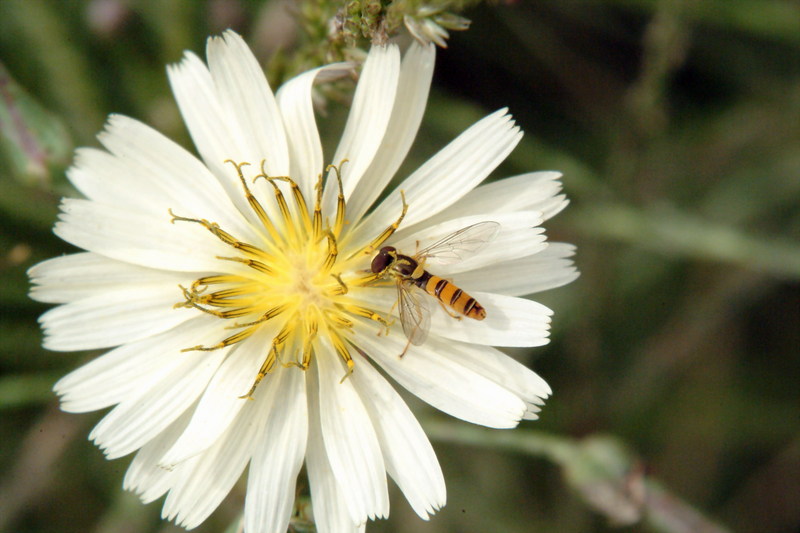 호리꽃등에 Episyrphus balteatus (Marmelade hoverfly); DISPLAY FULL IMAGE.