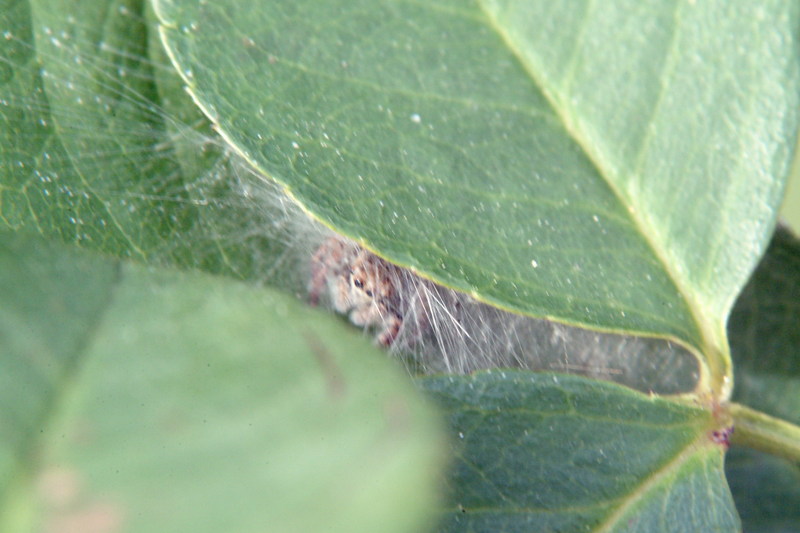 거미줄과 두 장의 잎으로 만든 집에 숨은 작고 예쁜 깡충거미 종류; DISPLAY FULL IMAGE.