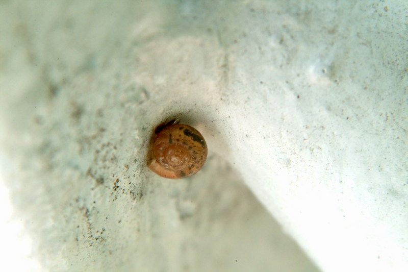 구석진 벽에서 쉬고 있는 달팽이 (Snail); DISPLAY FULL IMAGE.