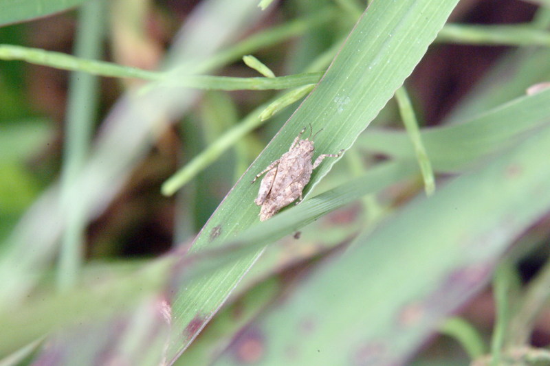 이름모를 모메뚜기 종류 (Pygmy Grasshopper); DISPLAY FULL IMAGE.