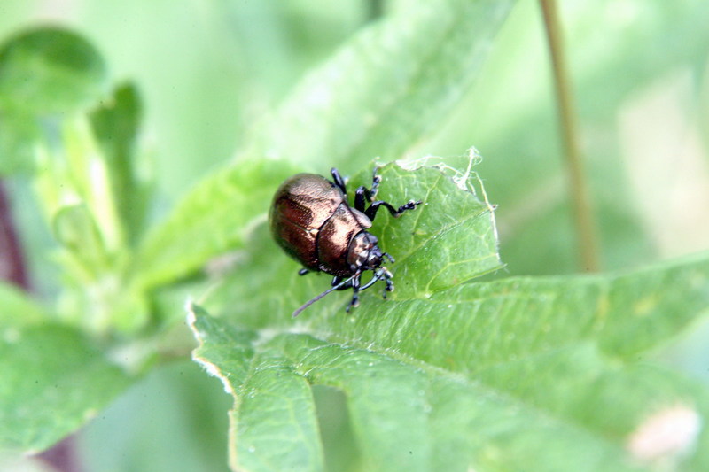 좀남색잎벌레 Gastrophysa atrocyanea (Leaf Beetle); DISPLAY FULL IMAGE.