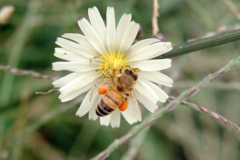 꿀벌(양봉) Apis mellifera (Western Honeybee); DISPLAY FULL IMAGE.
