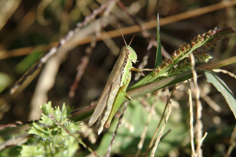 벼메뚜기 Oxya chinensis (Chinese Rice Grasshopper); DISPLAY FULL IMAGE.
