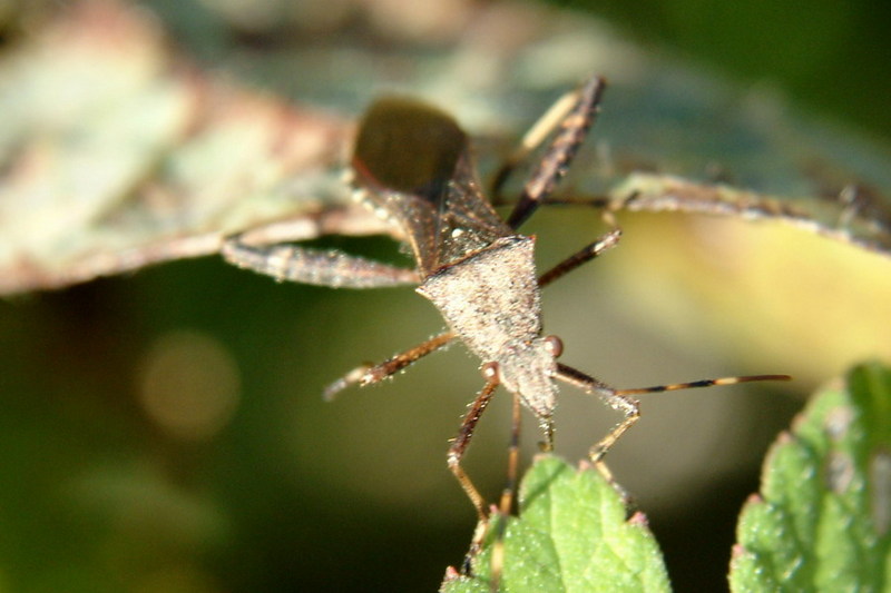톱다리개미허리노린재 Riptortus clavatus (Bean Bug); DISPLAY FULL IMAGE.