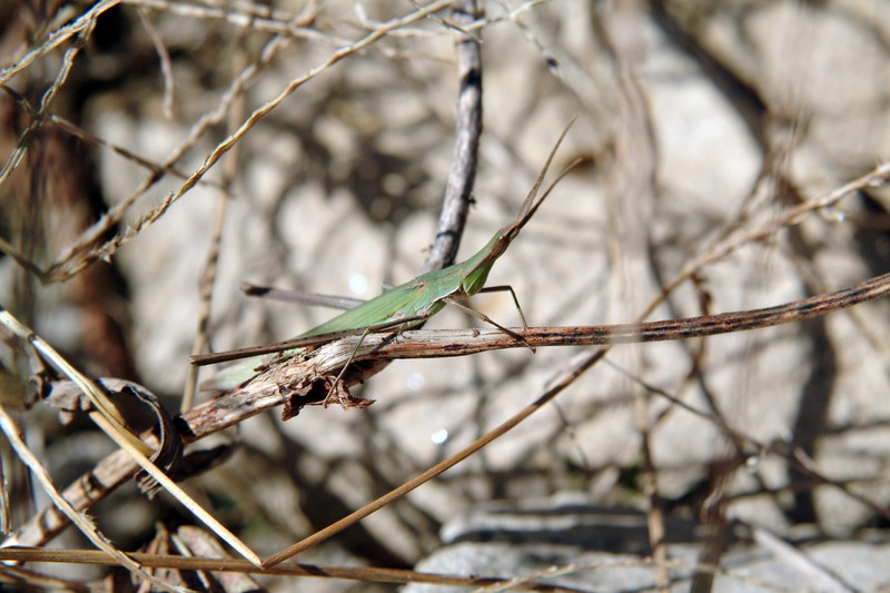 방아깨비 Acrida cinerea (Green Hopper); DISPLAY FULL IMAGE.