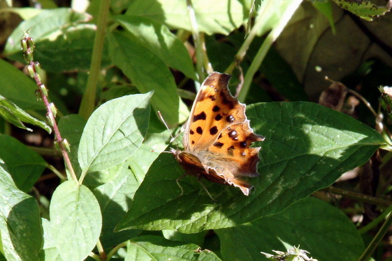 네발나비 Polygonia c-aureum (Asian Comma Butterfly); DISPLAY FULL IMAGE.