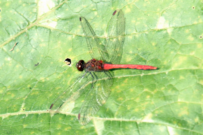 두점박이좀잠자리(수컷) Sympetrum eroticum (Darter Dragonfly); DISPLAY FULL IMAGE.