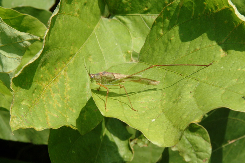 이름모를 베짱이 종류 --> 실베짱이 Phaneroptera falcata (Sickle-bearing bush-cricket); DISPLAY FULL IMAGE.