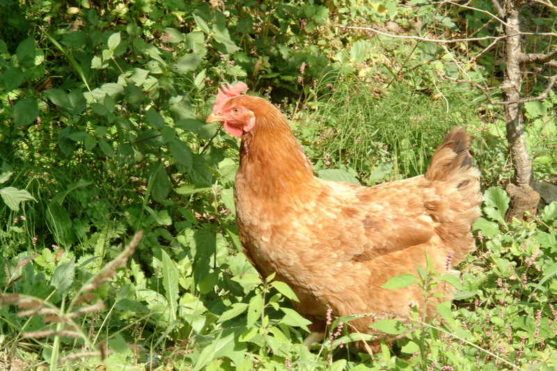 닭(암탉) Gallus gallus domesticus (Domestic Chicken); DISPLAY FULL IMAGE.