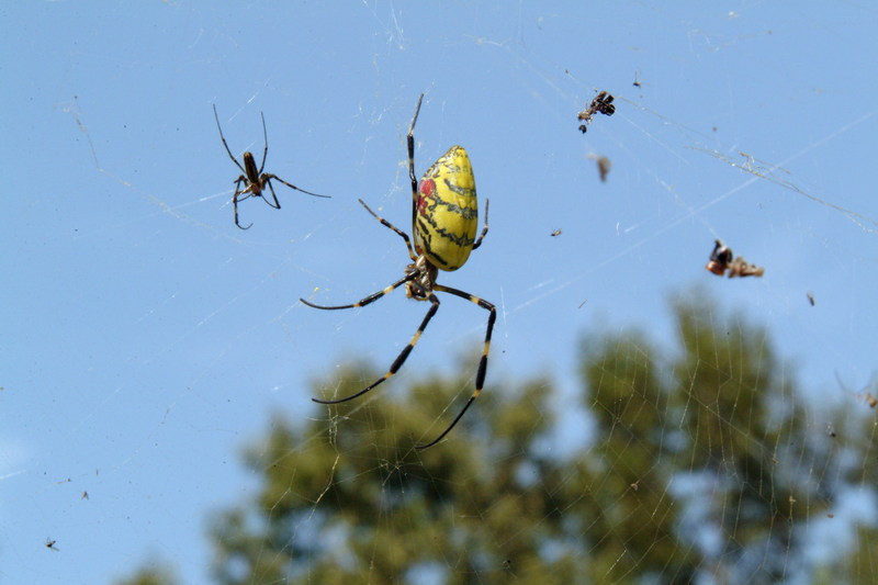 무당거미 Nephila clavata (Golden Orb-web Spider); DISPLAY FULL IMAGE.