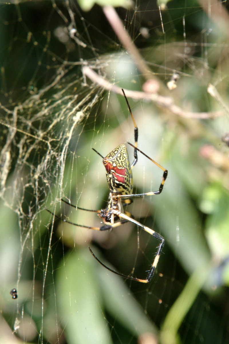 무당거미 Nephila clavata (Golden Orb-web Spider); DISPLAY FULL IMAGE.