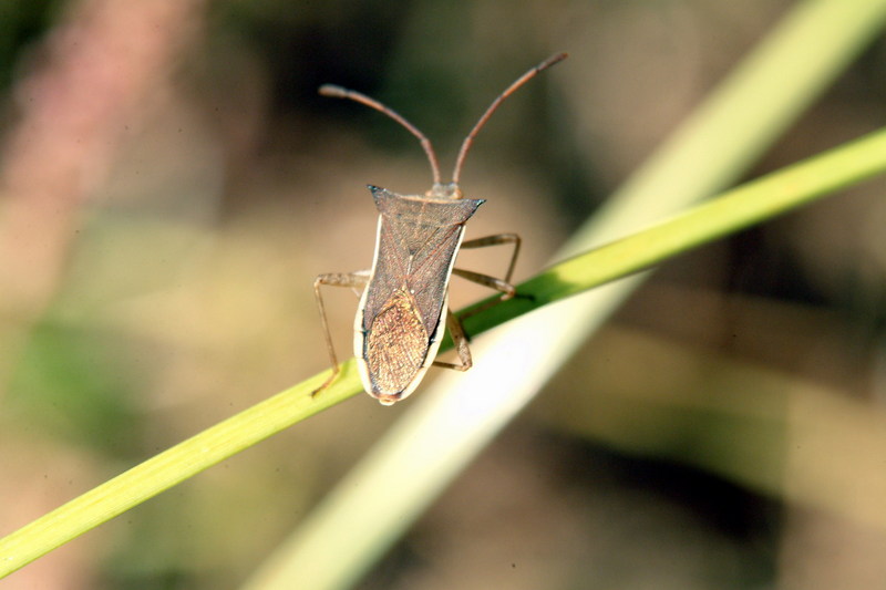 시골가시허리노린재 Cletus punctiger (Squash bug); DISPLAY FULL IMAGE.