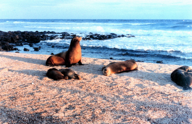 Galapagos sea lion (Zalophus californianus wollebaeki) {!--갈라파고스바다사자-->; DISPLAY FULL IMAGE.