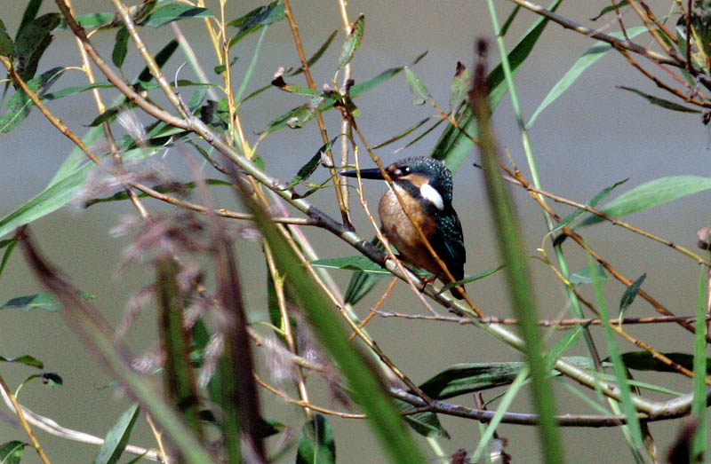 먼 길 떠날 채비 / 물총새 | 물총새 Alcedo atthis bengalensis (Common Kingfisher); DISPLAY FULL IMAGE.