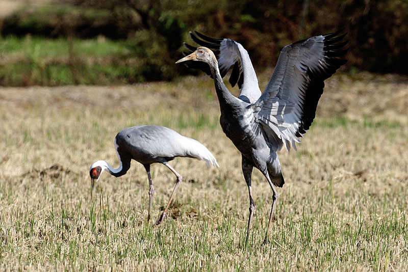 자꾸 날고 싶은 어린 재두루미 | 어린 재두루미 Grus vipio (white-naped crane); DISPLAY FULL IMAGE.