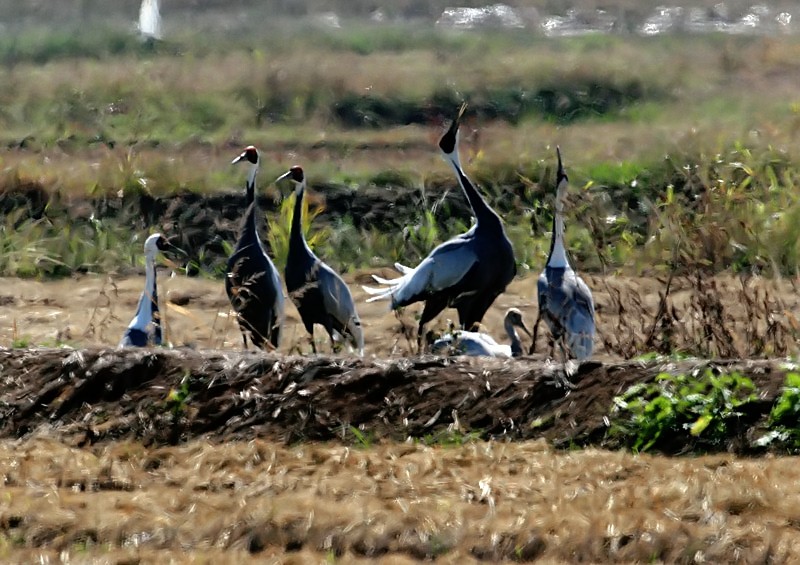 들판의 노래자랑 | 재두루미 Grus vipio (white-naped crane); DISPLAY FULL IMAGE.