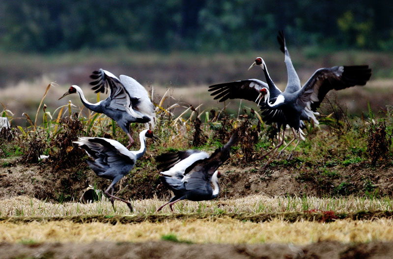 춤추는 재두루미 | 재두루미 Grus vipio (white-naped crane); DISPLAY FULL IMAGE.