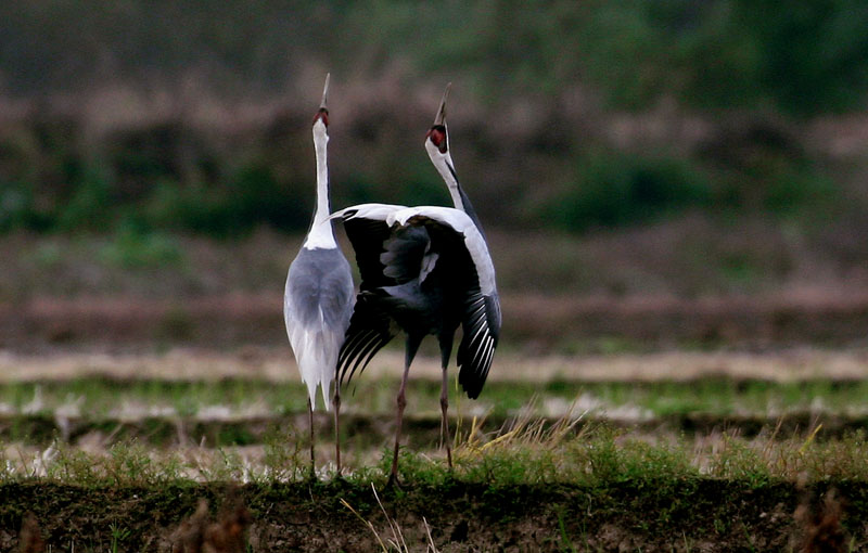 재두루미의 2중창 | 재두루미 Grus vipio (white-naped crane); DISPLAY FULL IMAGE.