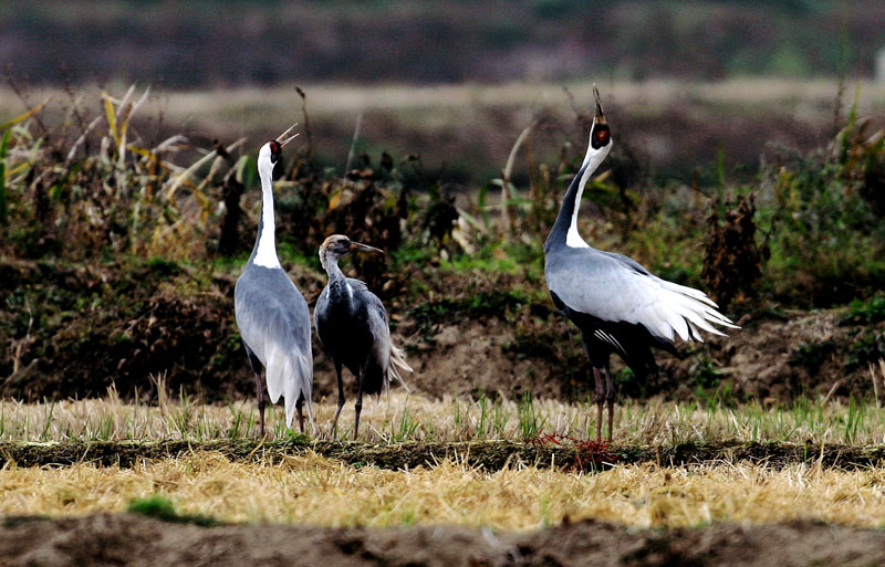 아가야, 이렇게 우는 거란다. | 재두루미 Grus vipio (white-naped crane); DISPLAY FULL IMAGE.