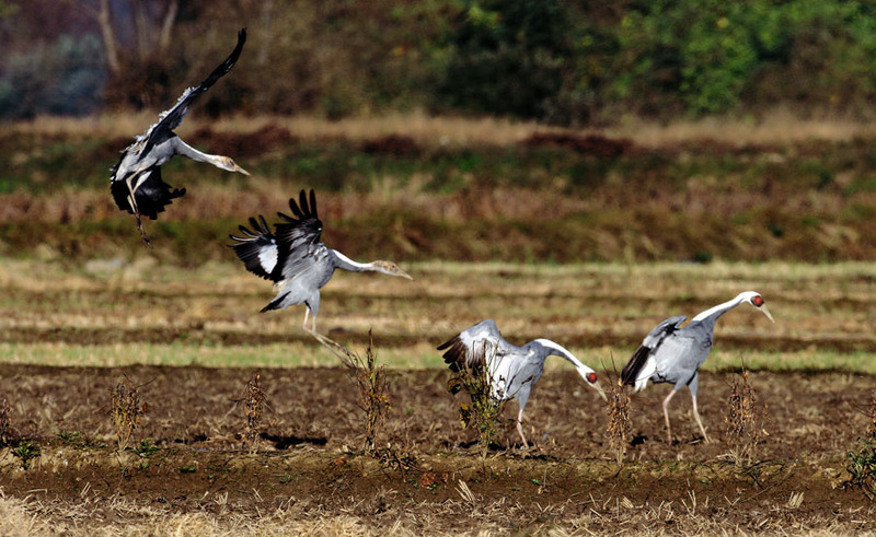 사뿐 착륙하기 | 재두루미 Grus vipio (white-naped crane); DISPLAY FULL IMAGE.