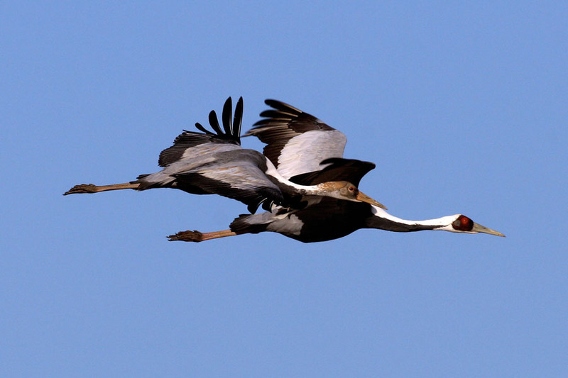 어미 곁에 바짝 붙어 나는 어린새 | 재두루미 Grus vipio (white-naped crane); DISPLAY FULL IMAGE.
