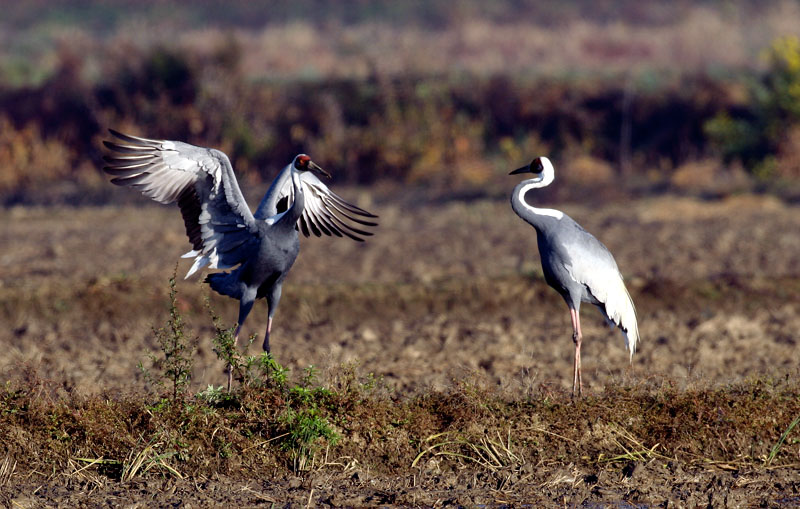 내 춤 어때요...? | 재두루미 Grus vipio (white-naped crane); DISPLAY FULL IMAGE.