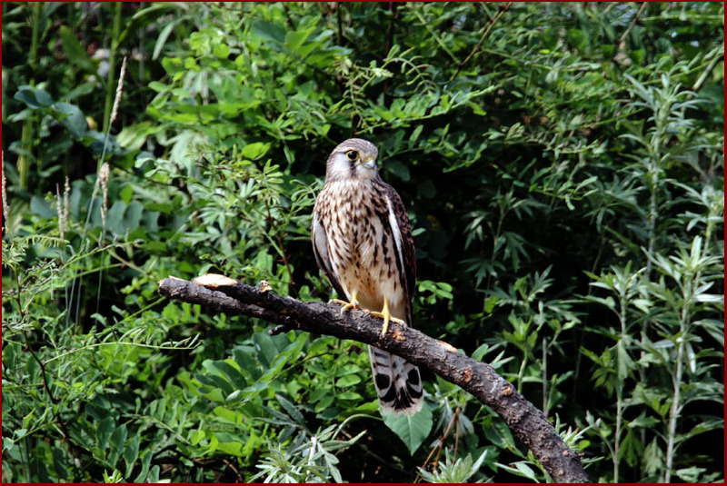 황조롱이 어린새 | 황조롱이 Falco tinnunculus (Common Kestrel); DISPLAY FULL IMAGE.
