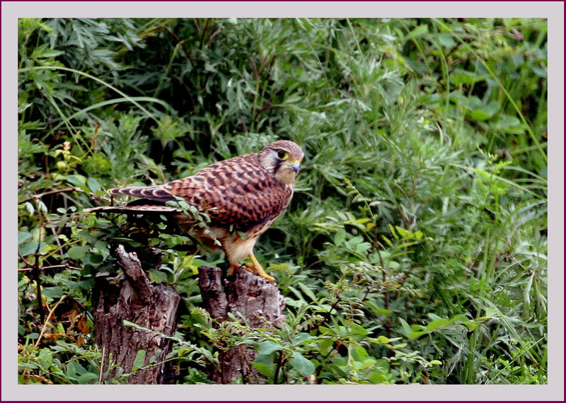 황조롱이 어린새 | 황조롱이 Falco tinnunculus (Common Kestrel); DISPLAY FULL IMAGE.