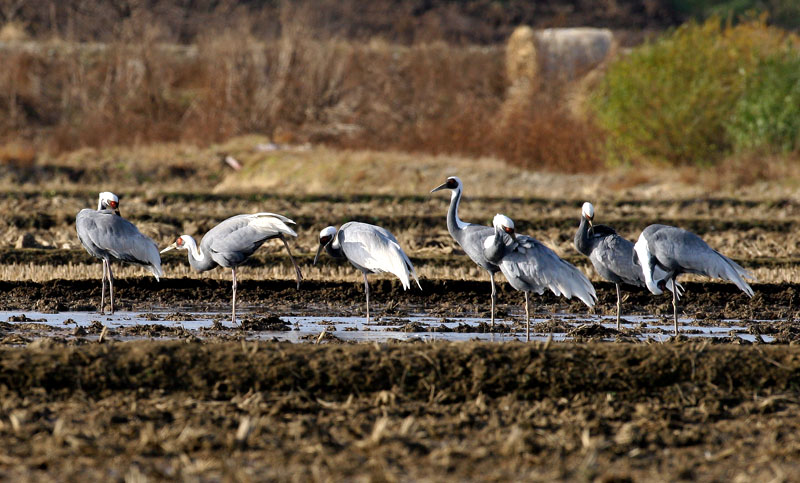 우린 다리 하나로 잘도 서지. | 재두루미 Grus vipio (white-naped crane); DISPLAY FULL IMAGE.