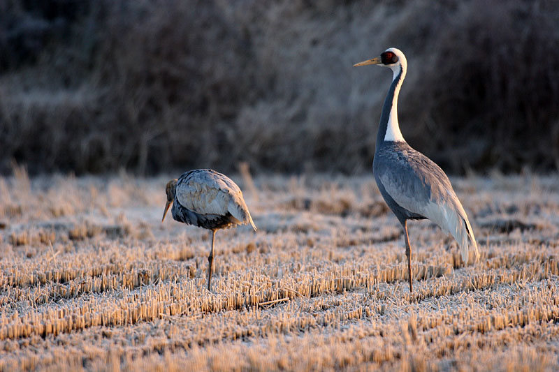 추위를 타는 어린새 | 재두루미 Grus vipio (white-naped crane); DISPLAY FULL IMAGE.