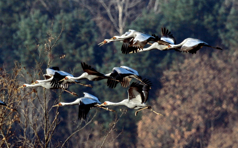 우루루 몰려와 착륙을 시도하는 녀석들 | 재두루미 Grus vipio (white-naped crane); DISPLAY FULL IMAGE.