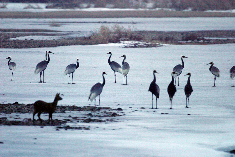 풀 먹는 짐승은 어찌 아는지, | 재두루미 Grus vipio (white-naped crane); DISPLAY FULL IMAGE.