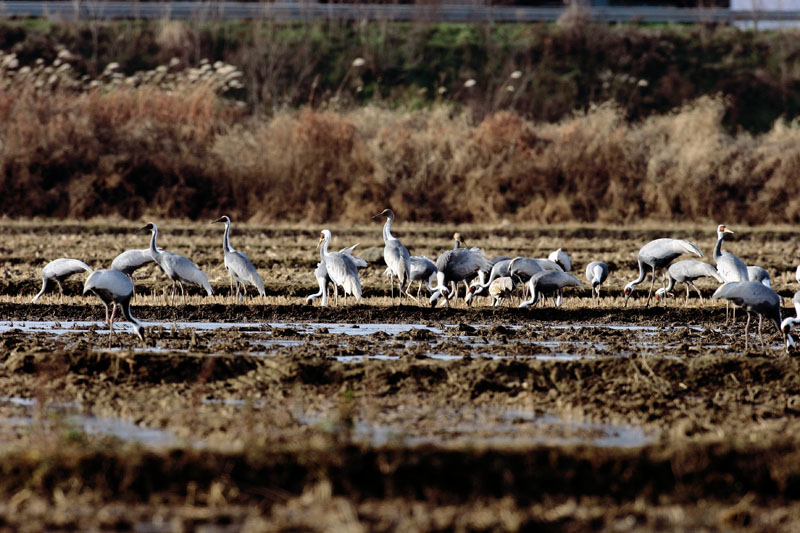 습지의 새, 재두루미 | 재두루미 Grus vipio (white-naped crane); DISPLAY FULL IMAGE.