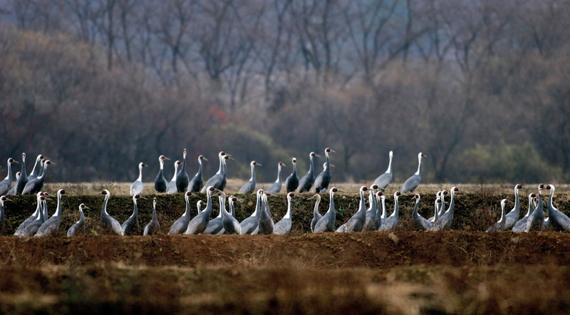 내가 좋아하는 풍경 | 재두루미 Grus vipio (white-naped crane); DISPLAY FULL IMAGE.