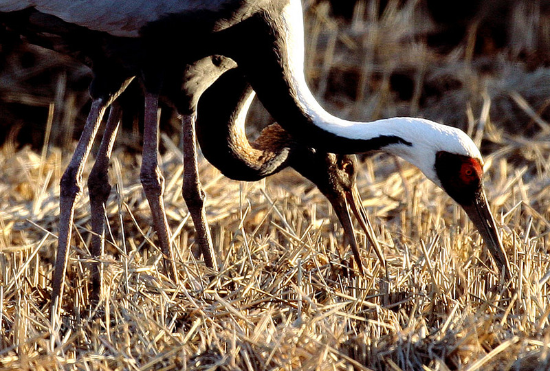 어미새를 따라 먹이활동하는 어린새 | 재두루미 Grus vipio (white-naped crane); DISPLAY FULL IMAGE.