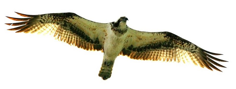 아름다운 날개 / 물수리 | 물수리 Pandion haliaetus (Osprey); DISPLAY FULL IMAGE.