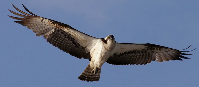 아름다운 날개 / 물수리 | 물수리 Pandion haliaetus (Osprey); DISPLAY FULL IMAGE.