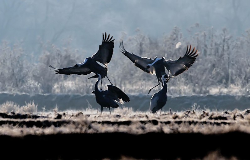 그대를 위한 춤 / 재두루미 | 재두루미 Grus vipio (white-naped crane); DISPLAY FULL IMAGE.