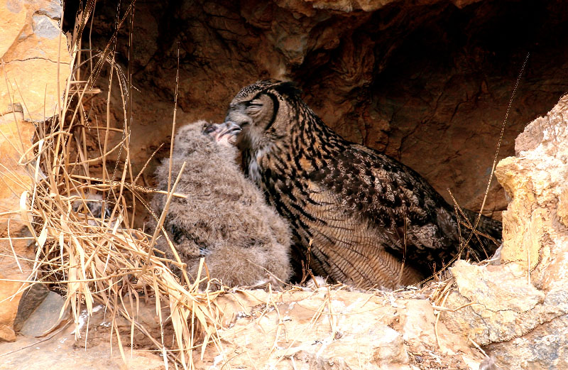 정겨운 시간 / 수리부엉이 | 수리부엉이 Bubo bubo (Eurasian Eagle Owl); DISPLAY FULL IMAGE.