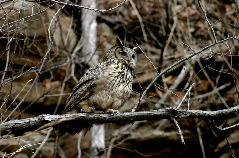 밤마다 우는 수리부엉이 | 수리부엉이 Bubo bubo (Eurasian Eagle Owl); DISPLAY FULL IMAGE.