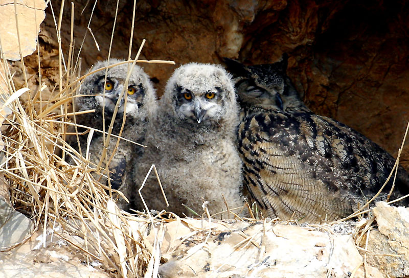 호기심 많은 어린녀석들 / 수리부엉이 | 수리부엉이 Bubo bubo (Eurasian Eagle Owl); DISPLAY FULL IMAGE.