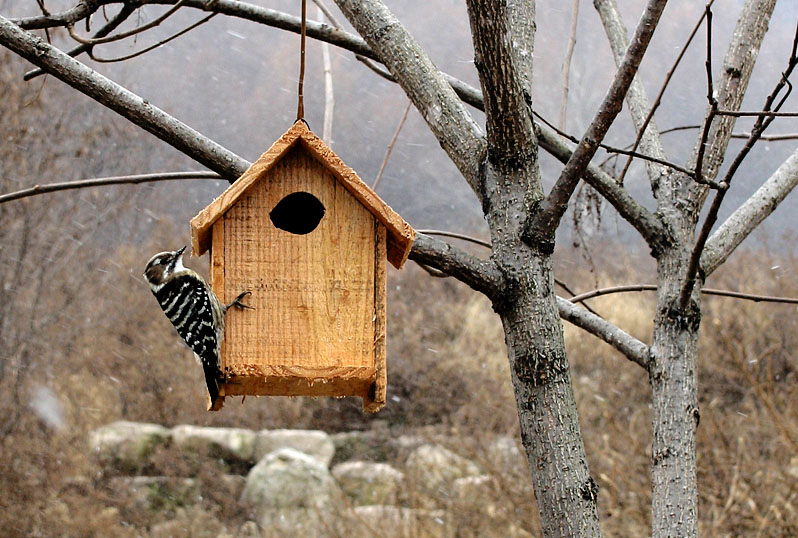 눈발 날리는데 찾아온 쇠딱다구리 | 쇠딱다구리 Dendrocopos kizuki ijimae (Japanese Pygmy Woodpecker); DISPLAY FULL IMAGE.