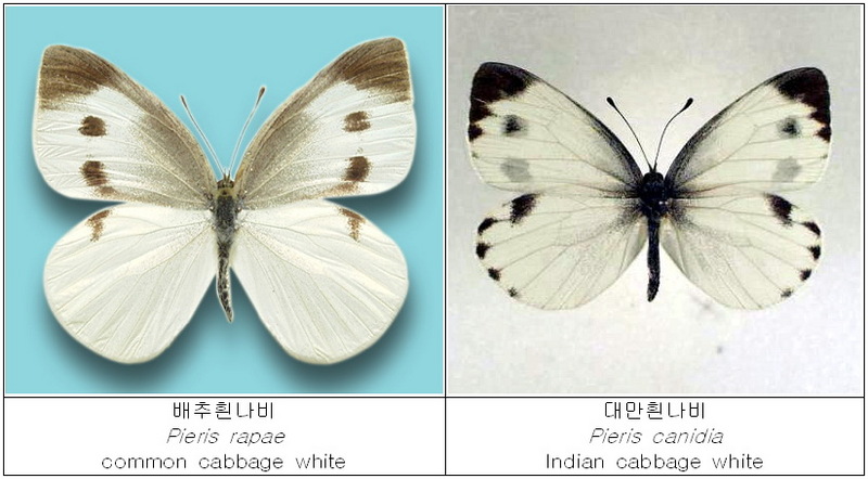 대만흰나비(Pieris canidia) : 배추흰나비(Pieris rapae) 비교; DISPLAY FULL IMAGE.