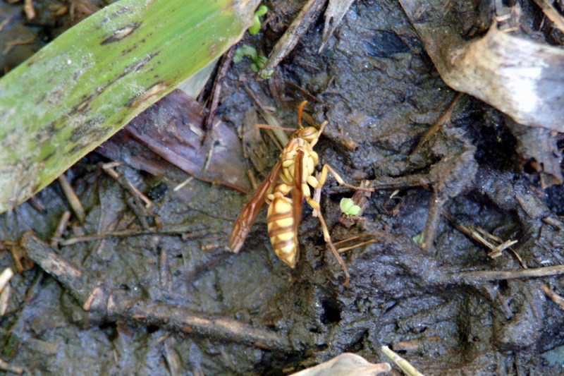 뱀허물쌍살벌 Parapolybia varia (Lesser Parapolybia Paper Wasp); DISPLAY FULL IMAGE.